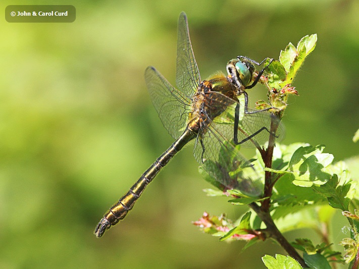 J15_0505 Cordulia aenea male.JPG